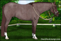 Horse Color:Chocolate Blue Roan