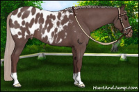 Horse Color:Chocolate Silver Blue Roan Appaloosa