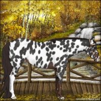 Horse Color:Liver Red Roan Appaloosa 