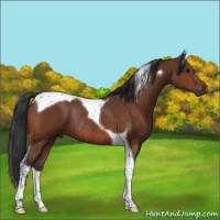 Horse Color:Bay Tobiano Rabicano