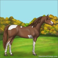 Horse Color:Chestnut Tobiano 