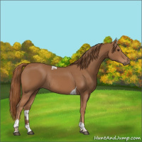 Horse Color:Chestnut Tobiano Rabicano 