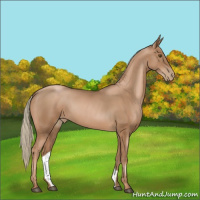 Horse Color:Liver Chestnut Pearl 