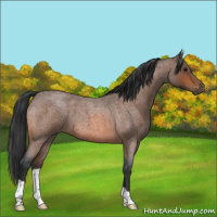Horse Color:Bay Roan 
