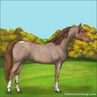 Horse Color:Red Roan Tobiano Rabicano 
