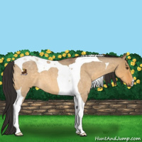 Horse Color:Buckskin Roan Dun Tobiano 