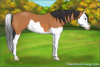 Horse Color:Bay Splash 