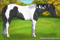 Horse Color:Black Tobiano 