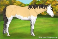 Horse Color:Buckskin Splash