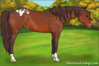 Horse Color:Chocolate Brown Appaloosa 
