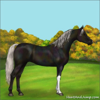 Horse Color:Midnight Silver Black 