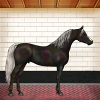 Horse Color:Midnight Silver Black 