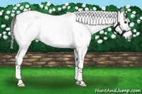 Horse Color:Gray Bay Splash Tobiano Appaloosa