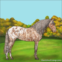Horse Color:Silver Bay Appaloosa  and Amber Champagne Appaloosa 