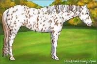 Horse Color:Chestnut Appaloosa