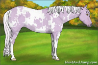 Horse Color:Watercolor White Spotted Palomino Dun