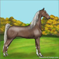 Horse Color:Liver Chestnut Mushroom 
