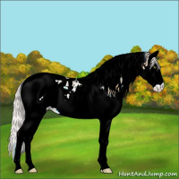 Horse Color:Silver Amber Champagne Sabino Splash Tobiano 