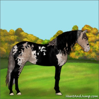 Horse Color:Classic Champagne Tobiano 