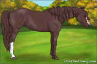 Horse Color:Chocolate Black