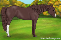 Horse Color:Chocolate Black