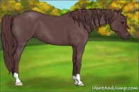 Horse Color:Chocolate Blue Roan 