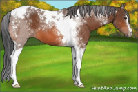 Horse Color:Bay Sabino Tobiano 
