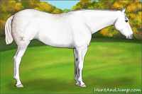 Horse Color:Gray Silver Buckskin Sabino 