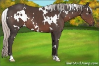 Horse Color:White Spotted Silver Black