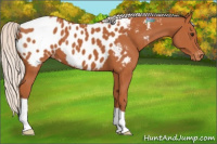Horse Color:Silver Bay Appaloosa