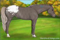 Horse Color:Silver Black Appaloosa Rabicano
