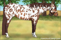 Horse Color:Chocolate Bay Near Leopard 