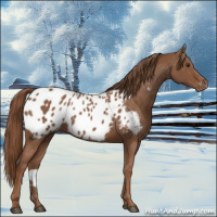 Horse Color:Chestnut Appaloosa 