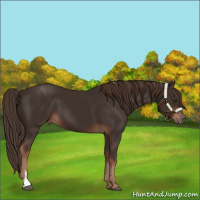 Horse Color:Liver Chestnut 