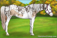 Horse Color:Liver Chestnut Splash Appaloosa  and Gold Champagne Dun Splash Tobiano 