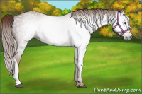 Horse Color:Gray Chestnut 