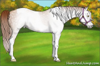 Horse Color:Gray Gold Champagne Tobiano