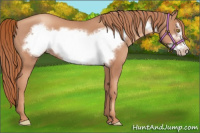 Horse Color:Gold Champagne Frame 