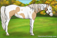 Horse Color:Palomino Roan Splash Tobiano 