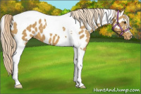 Horse Color:Palomino Tobiano Appaloosa