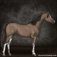 Horse Color:White Spotted Liver Red Dun Sabino Rabicano 