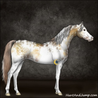 Horse Color:White Spotted Chocolate Palomino Onyx Rabicano 