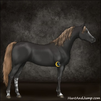 Horse Color:Liver Chestnut Sabino