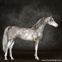 Horse Color:Liver Red Dun Mushroom Sabino Rabicano 