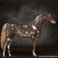 Horse Color:White Spotted Liver Chestnut Rabicano 