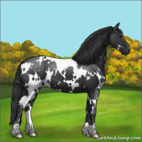 Horse Color:White Spotted Black 