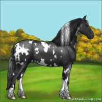 Horse Color:White Spotted Black 