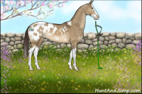 Horse Color:Buckskin Dun Sabino Splash Appaloosa