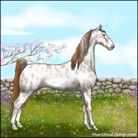 Horse Color:Buckskin Pearl Dun Frame Appaloosa Brindle 