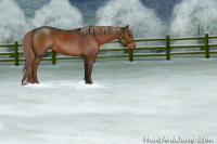 Horse Color:Liver Chestnut 